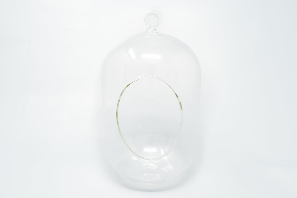 Capsule Terrarium with Moss and Tillandsia Air Plants