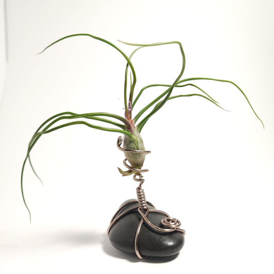 Tillandsia