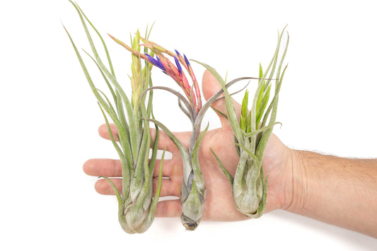 Large Tillandsia Caput Medusae Air Plants / 6-8 Inch Plants