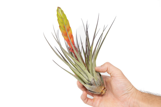 Tillandsia Fasciculata Tricolor Air Plants - Set of 5 or 10 - 50% Off