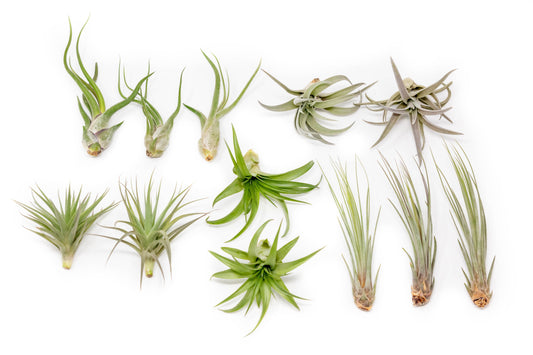 The Elegant Collection of Tillandsia Air Plants - Set of 10, 20, or 30 - 60% Off