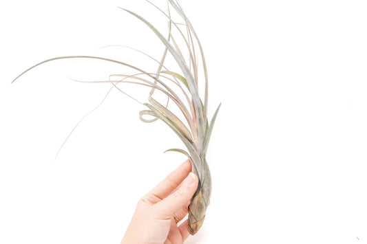 Large Tillandsia Balbisiana Air Plants