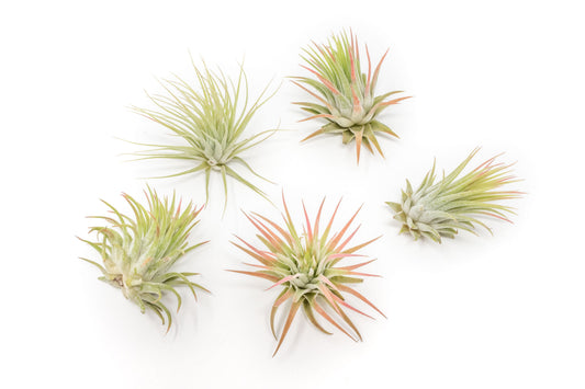 Tillandsia Ionantha Rubra Air Plants - Set of 10 or 20 - 40% Off