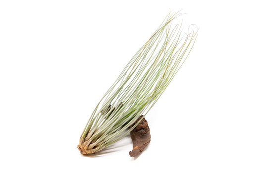 Large Tillandsia Juncea Air Plants /  8-12 Inch Plants [In Bloom Now]