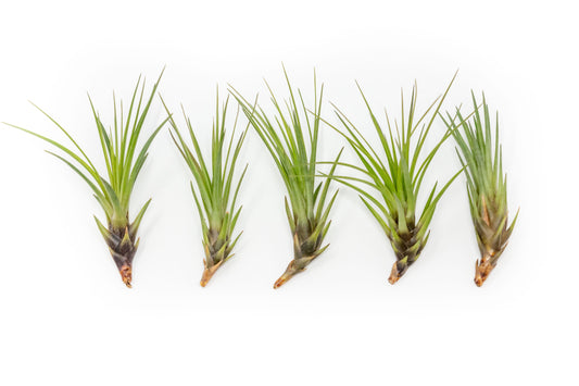 Tillandsia Melanocrater Tricolor Air Plants - Set of 10, 20 or 30 - 70% Off