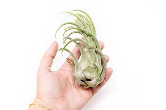Tillandsia Seleriana Air Plants - Set of 5 or 10 - 50% Off