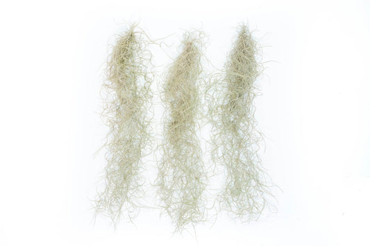 SALE - Tillandsia Guatemala Gray Spanish Moss - 1 Foot Clumps - Set of 3 or 6 Strands - 40% Off