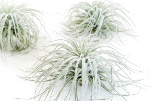 Tillandsia Tectorum Ecuador Air Plants - Set of 3, 6 or 9 - 25% Off