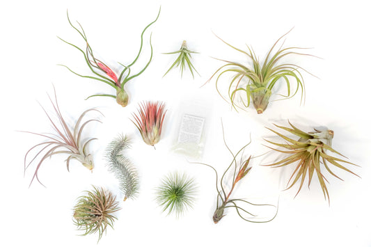 Premium Tillandsia Air Plant Grab Bag & Fertilizer Packet - Set of 10, 20 or 30 - 40% Off