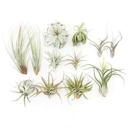 Jumbo Tillandsia Air Plants - Set of 12 - 40% Off