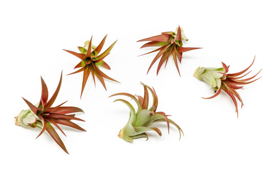 Tillandsia Red Abdita Air Plants - Set of 10 or 20 - 50% Off