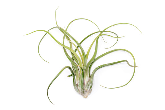 XL Tillandsia Caput Medusae - Set of 5 or 10 Air Plants - 50% Off